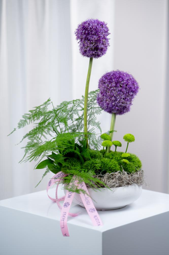 ورد اوركيد توليب بيبي روز جوري متجر ورد توصيل ورد روزيتا طبيعي flower