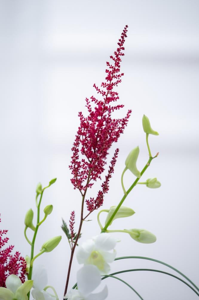 ورد اوركيد توليب بيبي روز جوري متجر ورد توصيل ورد روزيتا طبيعي flower