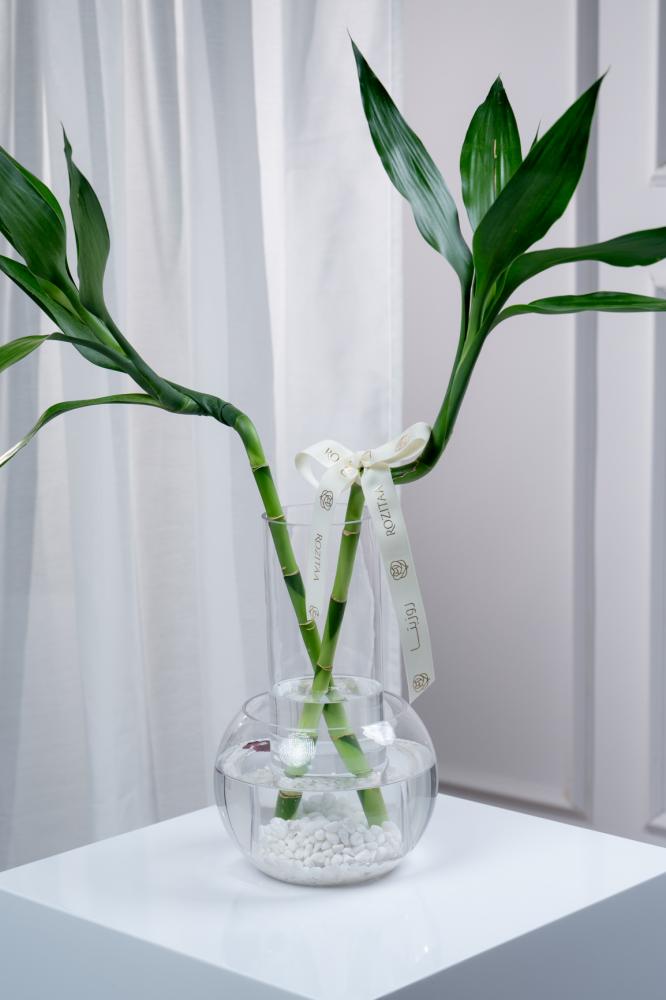ورد توصيل ورد  جدة متجر ورد توصيل ورد روزيتا طبيعي flower