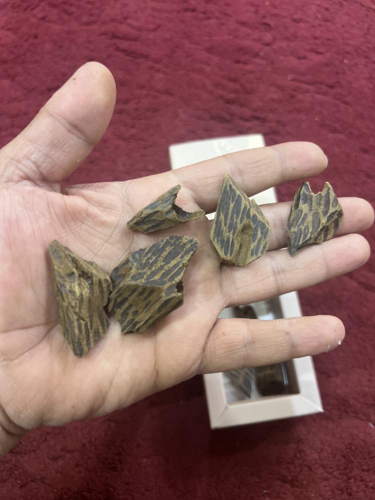 كمبودي مستزرع محسن فاخر