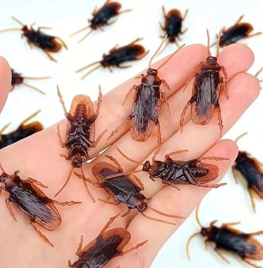لعبة مقالب على شكل حشرة الصرصار ( قطعة واحدة فقط )