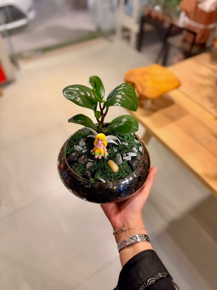 Terrarium indoor Pteromyia plant