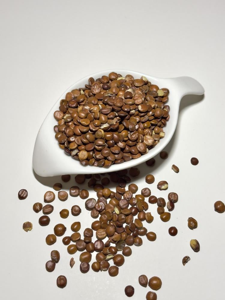بذور السدر ( حالول - فراصيص )