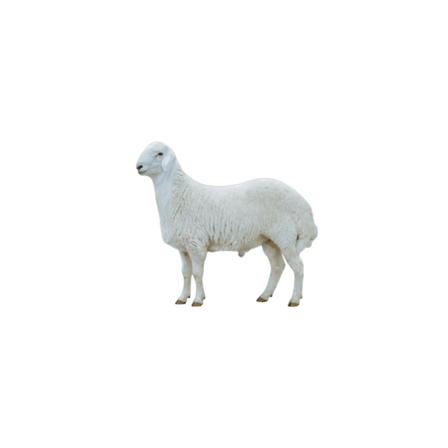 خروف حري هرفي لباني