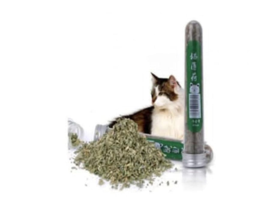 عشبة الكاتنب من بت اند مور pet and more