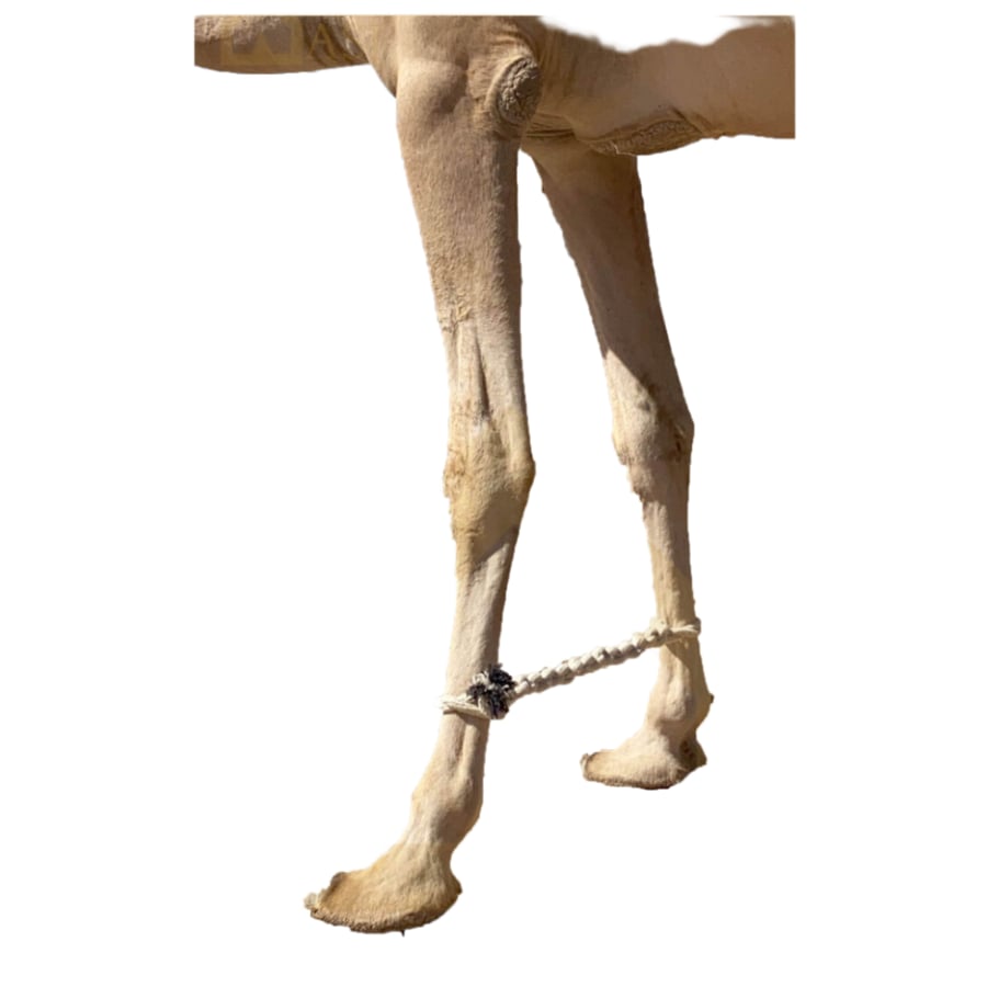 قيد إبل