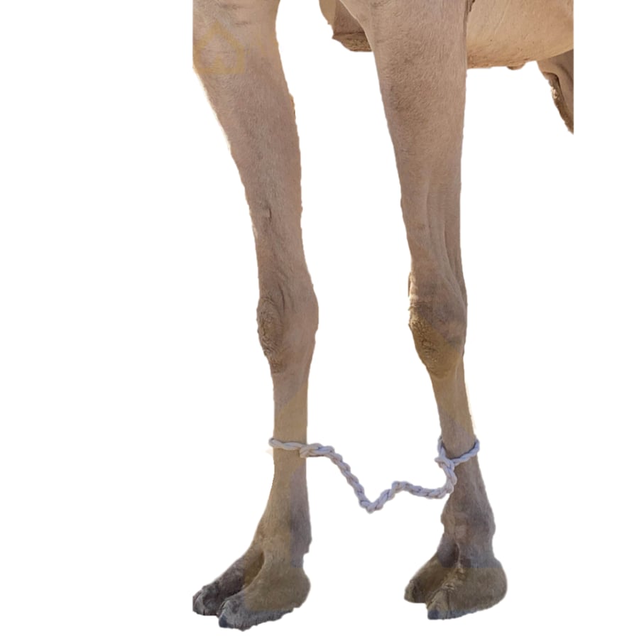 قيد إبل