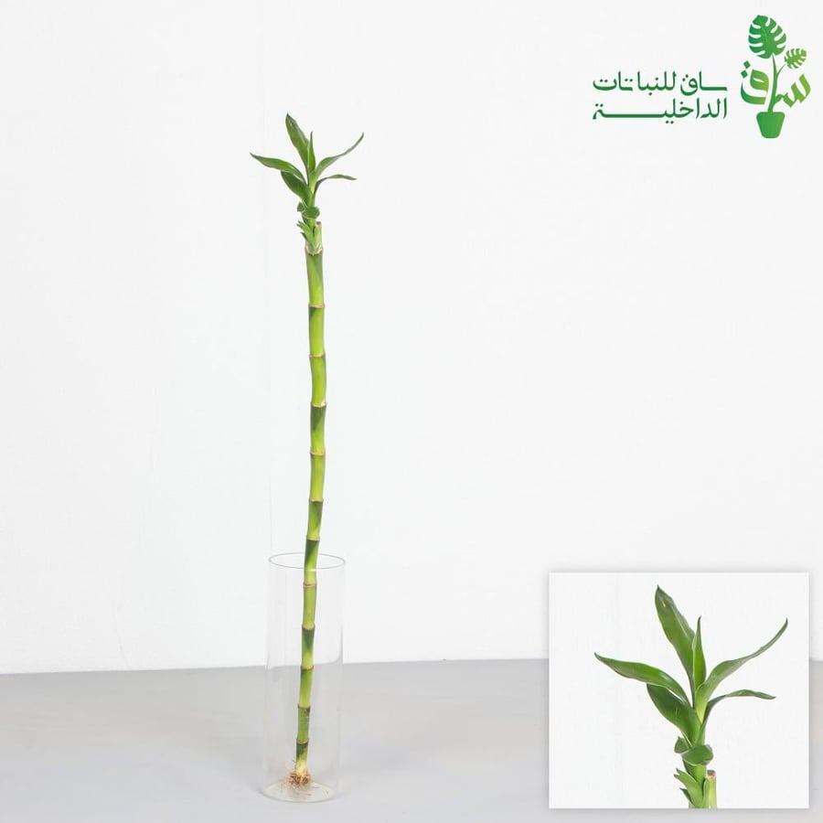 ساق البامبو مستقيم (بدون مركن زجاجي)
