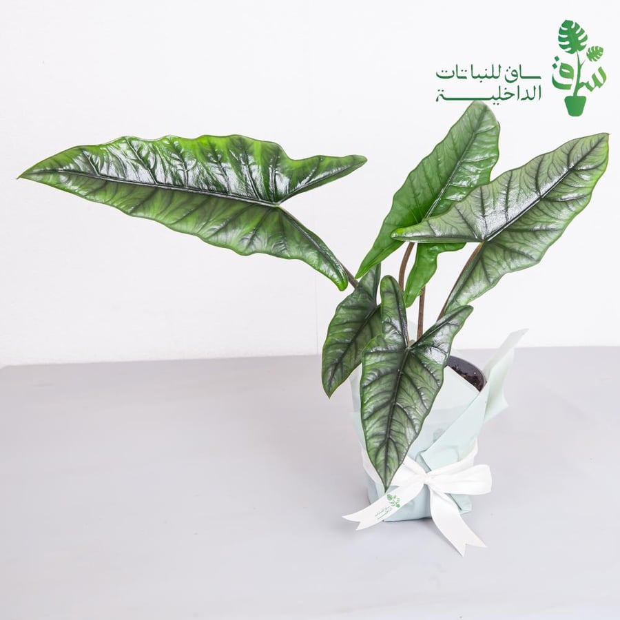 الوكاسيا هيتروفايلا ميتاليك بلو  Alocasia Heterophylla Metallic Blue