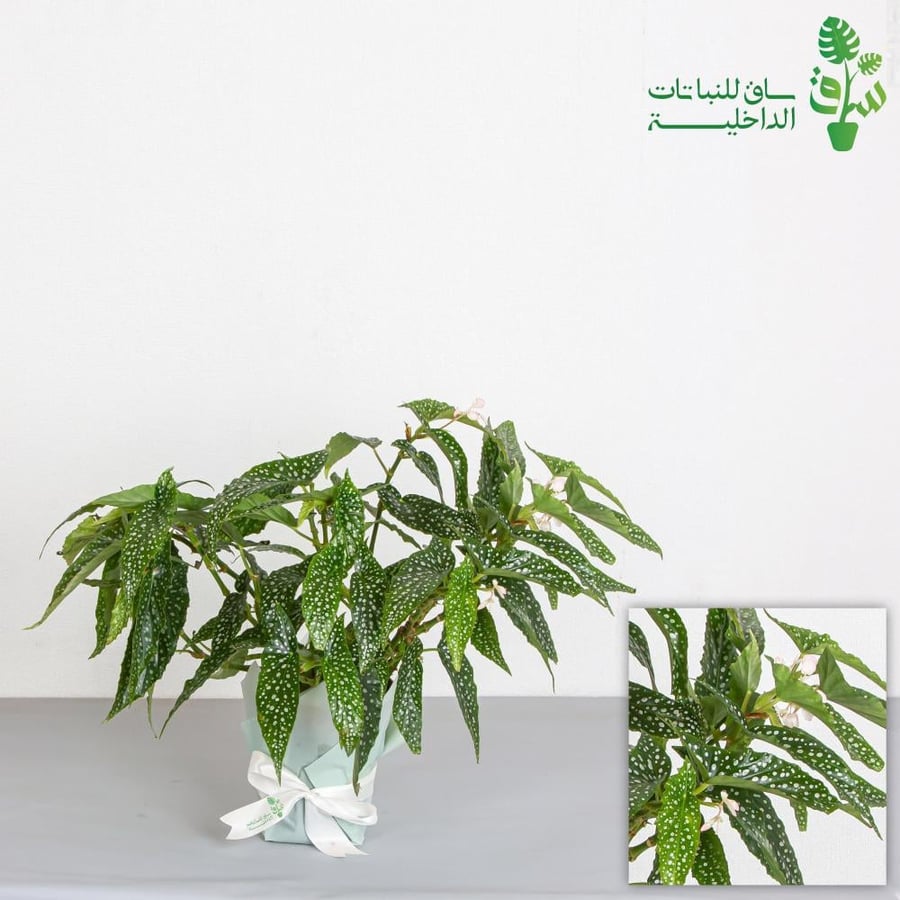 بيقونيا دبل دوت كبيرة Begonia Double Dot