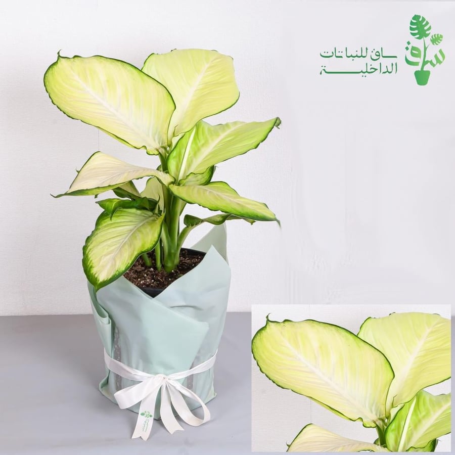 Dieffenbachia the Great