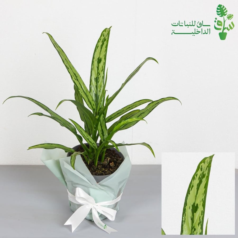 اجلونيما سلفر لانس Aglonema Silver Lance