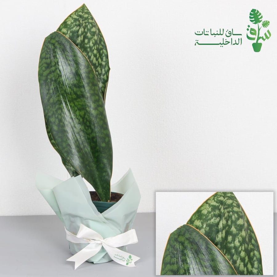 جلد النمر سانسيفيريا ماسونيايا (زعانف الحوت) WHALE FIN) Sansevieria masoniana)