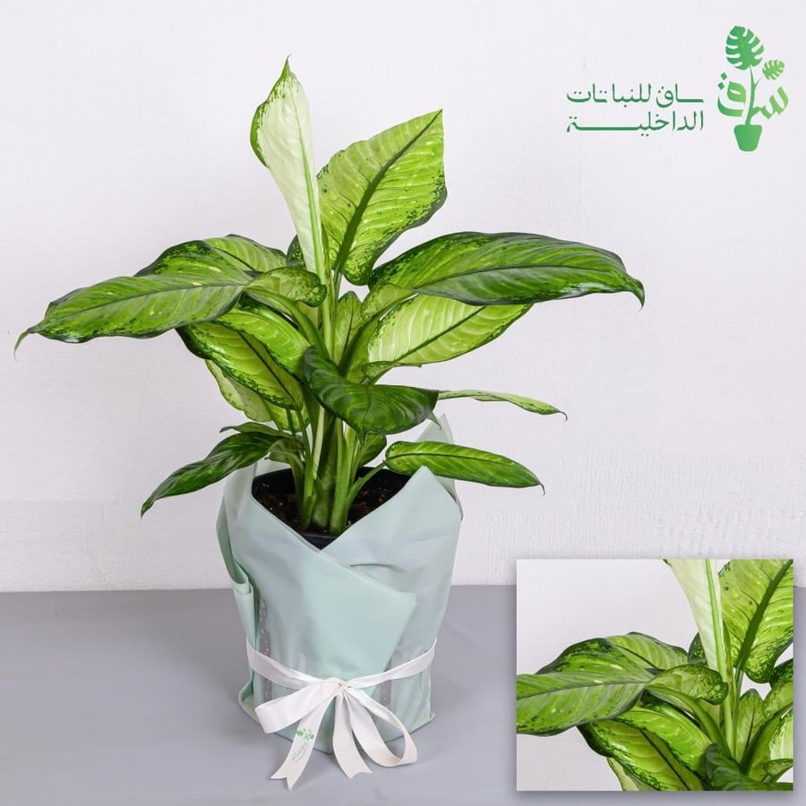 Dieffenbachia the Great