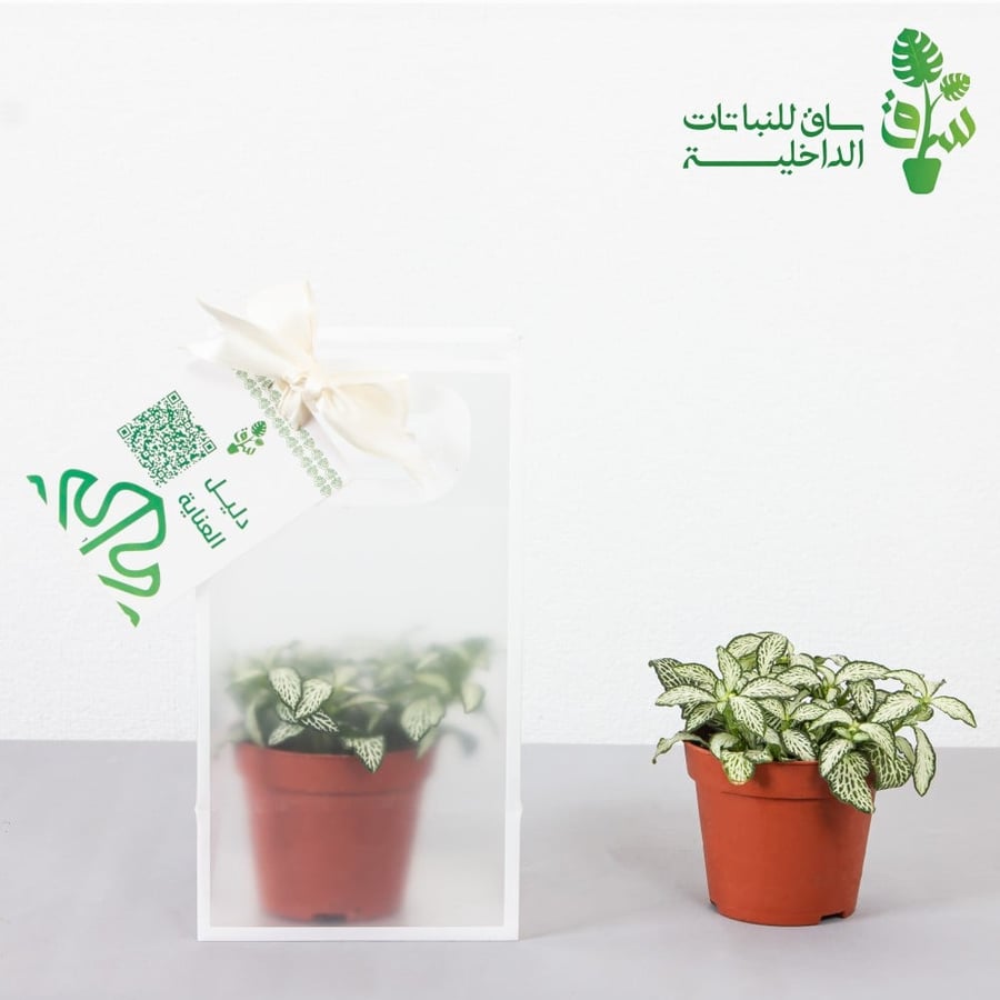 توزيعات 12 حبة