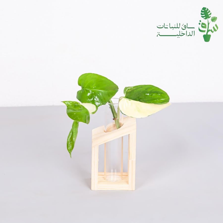 عقلة بوتس انجوي بمركن زجاجي وقاعدة خشبية