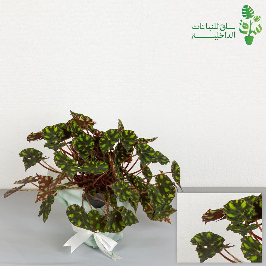 بيقونيا بويراي (كريم) كبيرة Begonia Bowerea (Kareem)