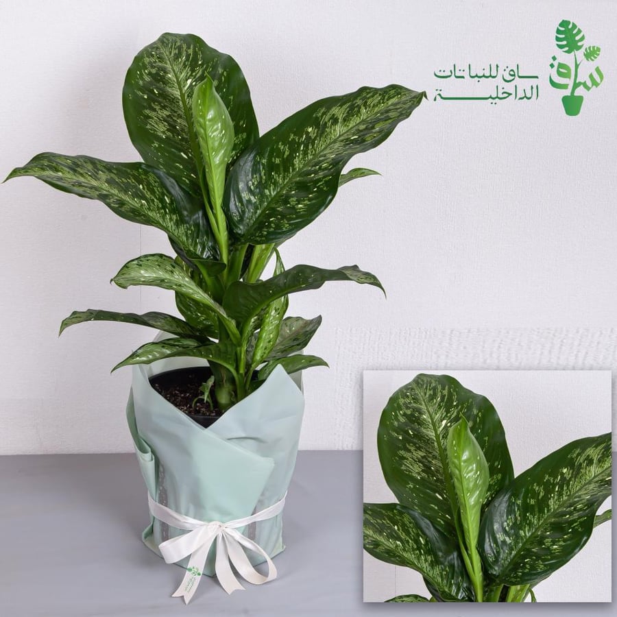 ديفنباخيا كبيرة