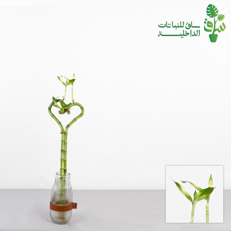 ساق البامبو  شكل قلب (بدون مركن زجاجي)