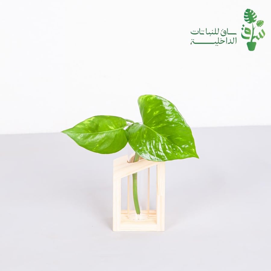 عقلة بوتس بمركن زجاجي وقاعدة خشبية