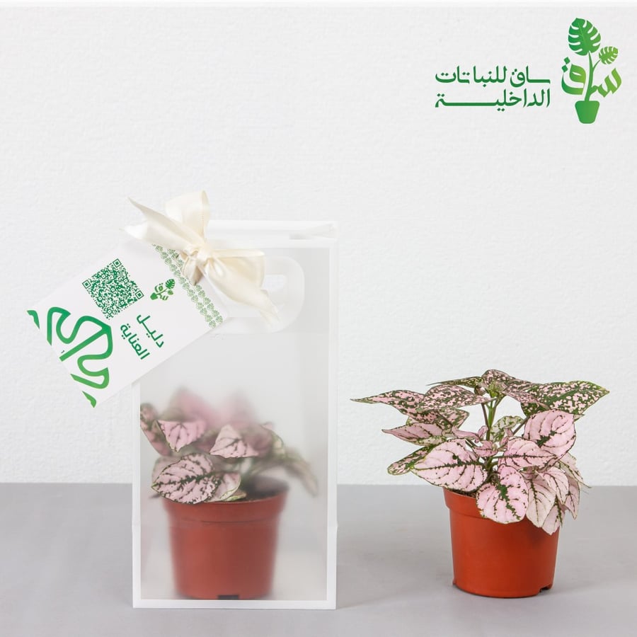 توزيعات 6 حبات
