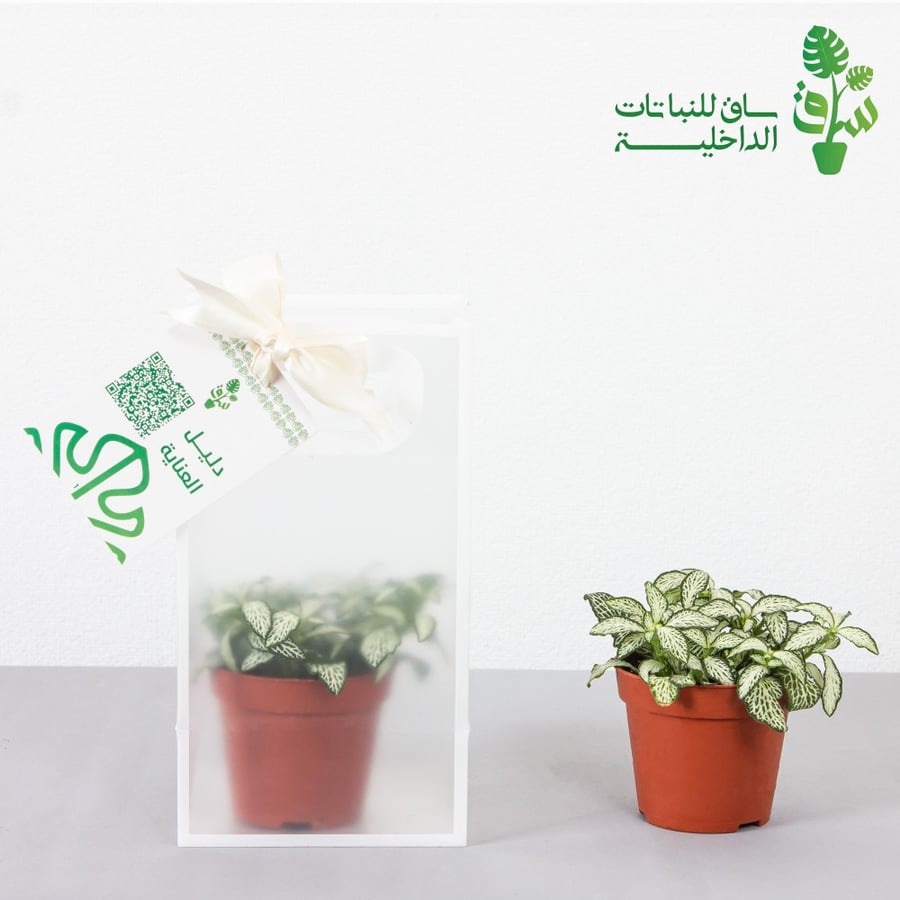 توزيعات 6 حبات