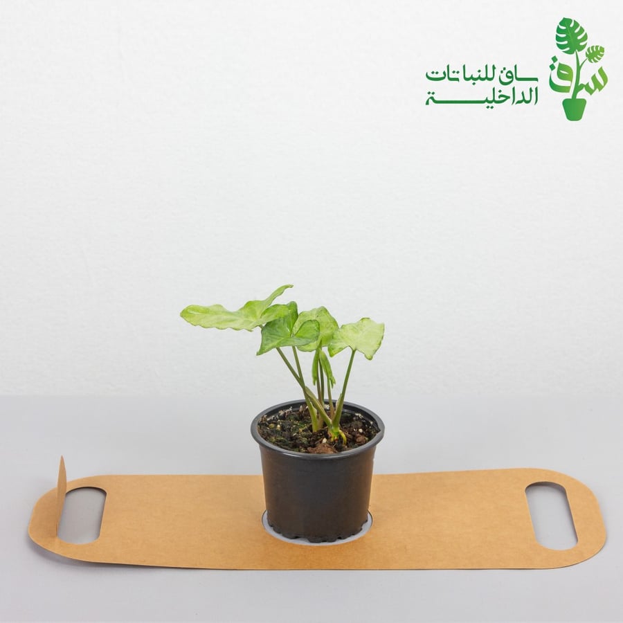 توزيعات 6 حبات