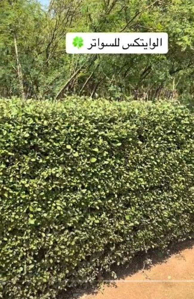 وايتكس خضار طول السنه مناسب للتنسيق يتحمل الاحواض وتتحمل الحرارة