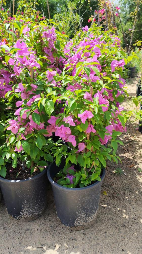 الجهنمية  البنفسجية النادرة  -Bougainvillea بنفسجي ، بنفسجية عدد محدود جدا