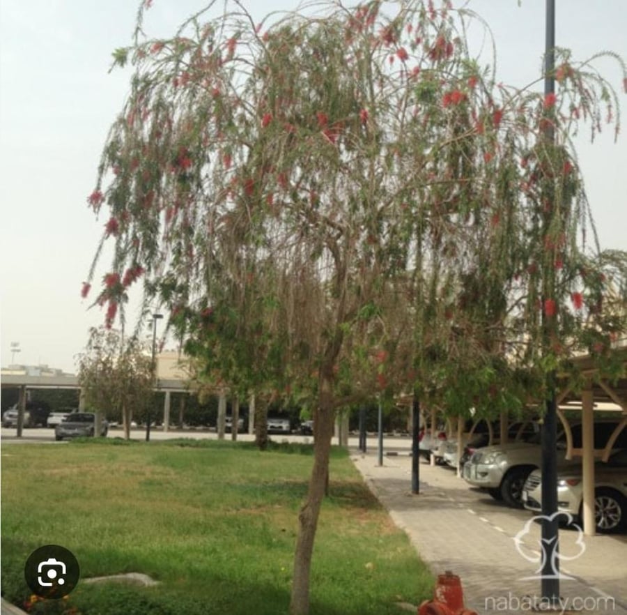 شتلات فرشاة الزجاج او فراشة الزجاج