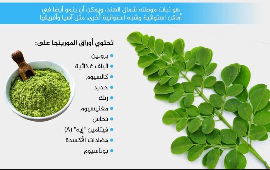 شتلات المورينجا