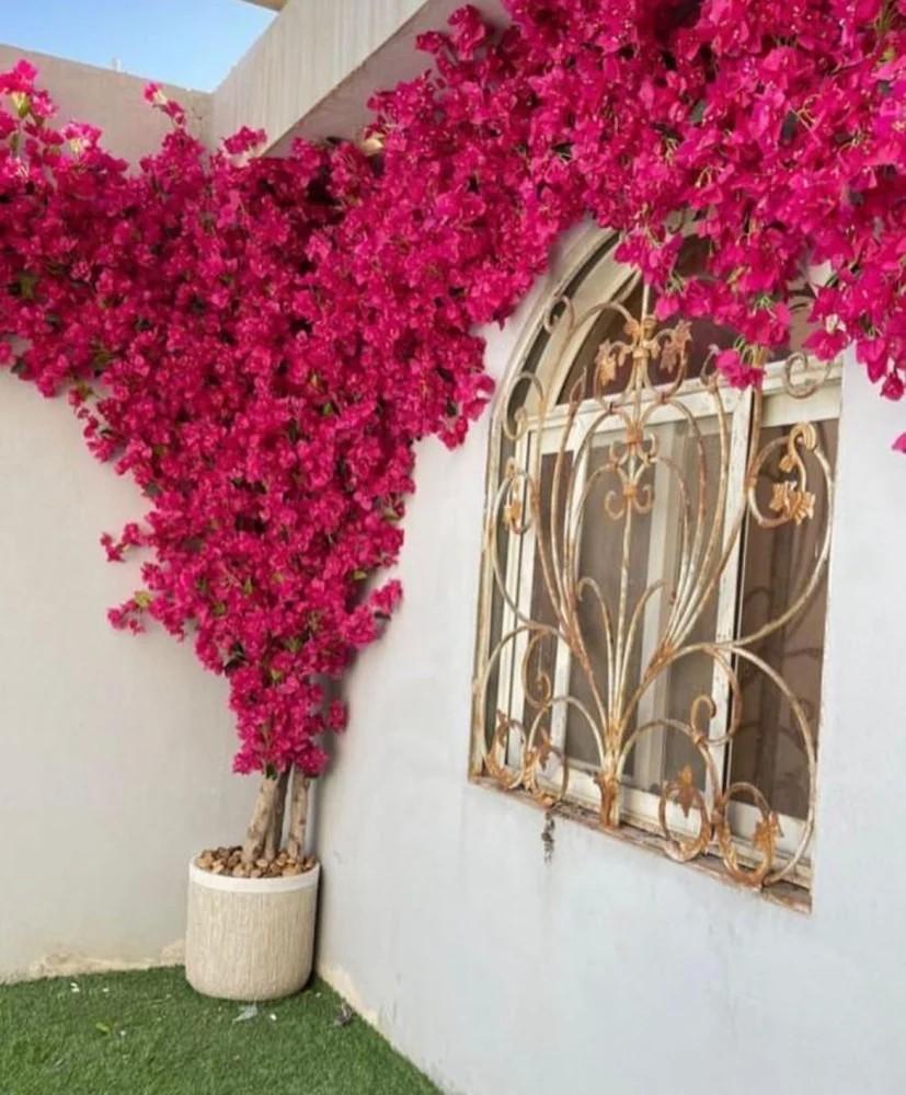 شجرة الجهنمية  لون احمر دم الغزال نادر جداً -Bougainvillea عدد محدود توفرت خمس حبات