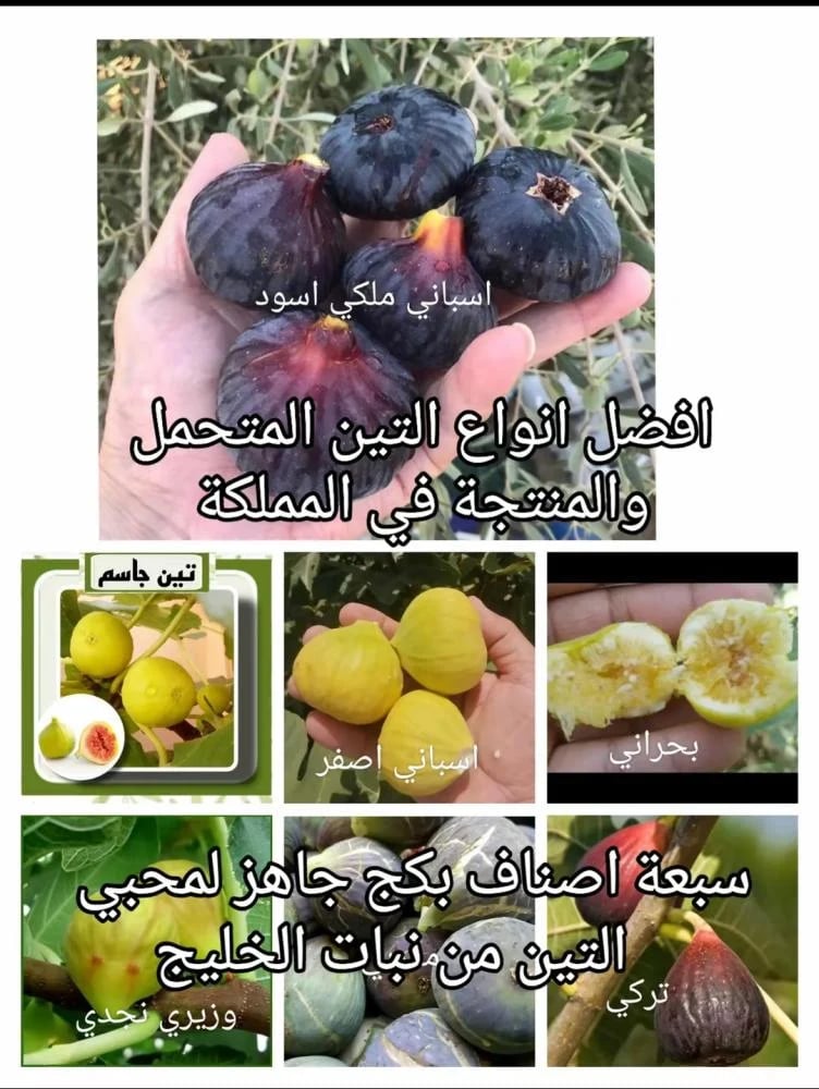 تين بكج التين سبع انواع تاكل منهم طول السنه ان شاءالله اسباني نوعين، براون، جاسم، البحراني، المغربي، والوزيري