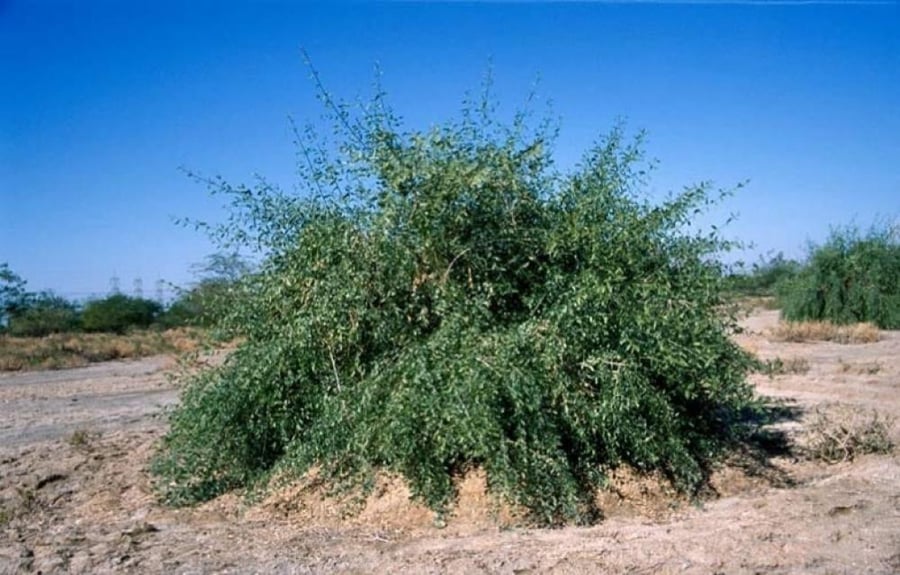 شتلة الاراك البرية مسواك حجم وسط