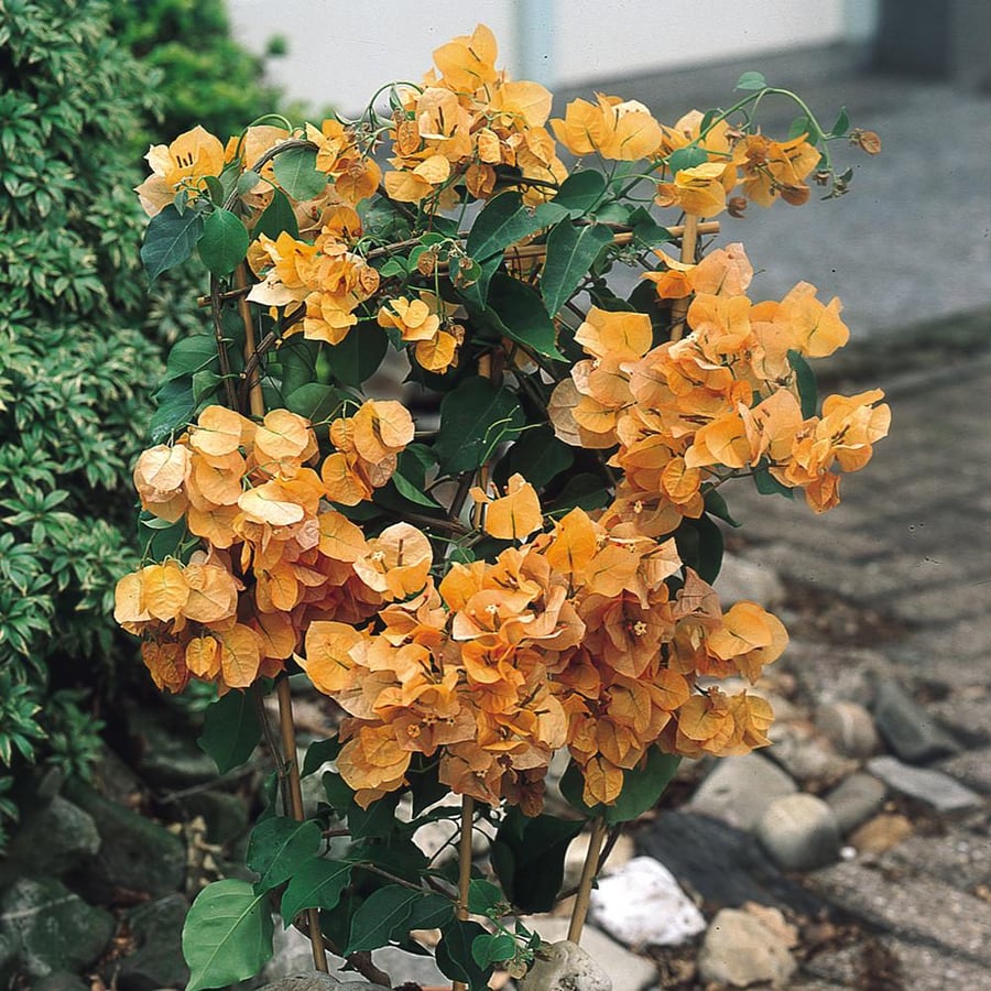 شجرة الجهنمية لون كريمي برتقالي -Bougainvillea