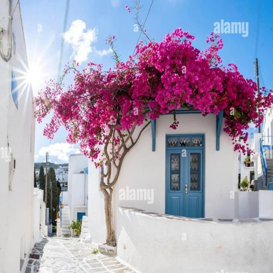 شجرة الجهنمية  لون احمر دم الغزال نادر جداً -Bougainvillea عدد محدود توفرت خمس حبات
