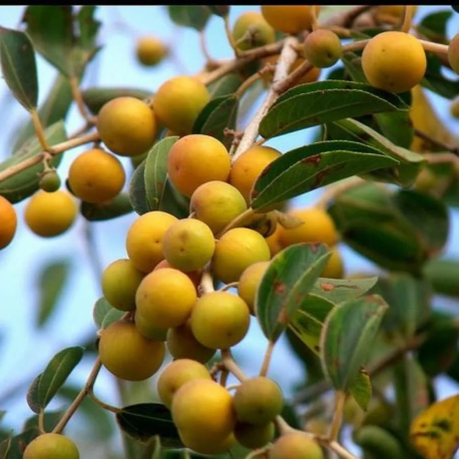 شجرة السدر البلدي ظل وثمر وما تحتاج ري بعد عمر السنه