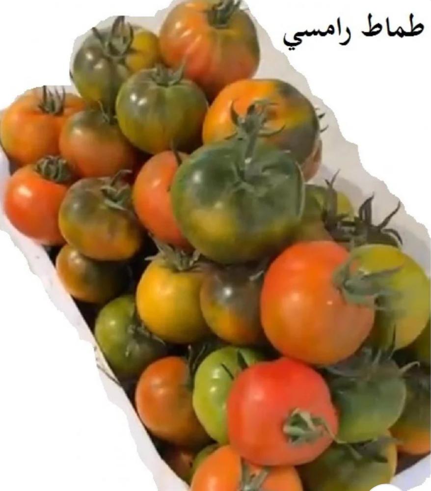 شتلات الطماطم الرامسي المميز في الشرقية او صندوق شتلات