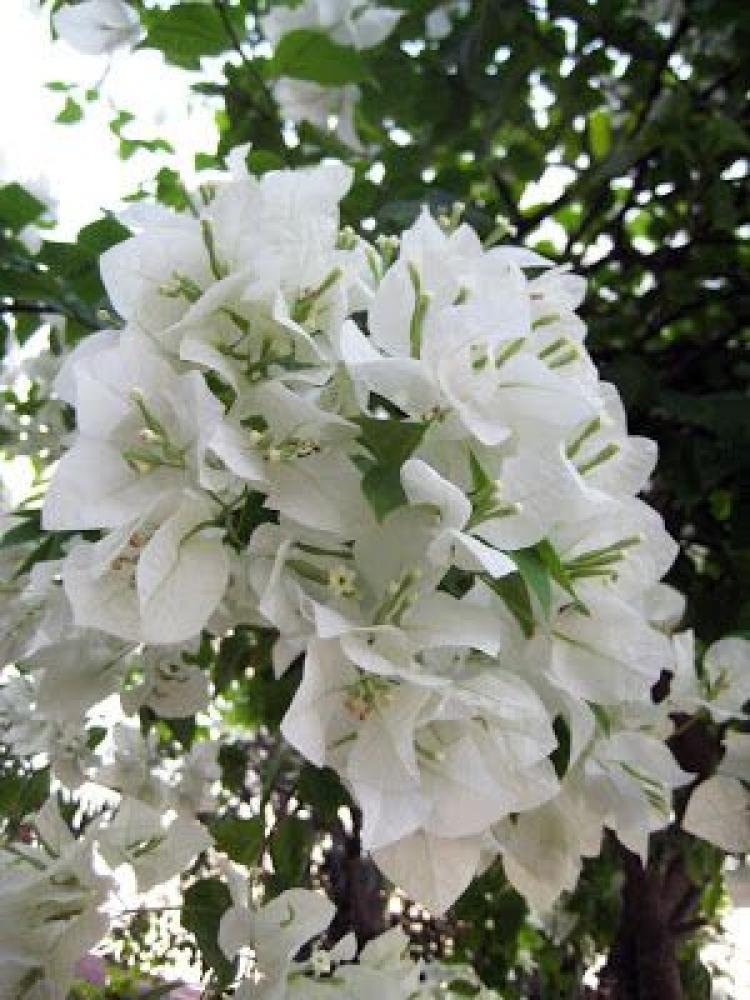 شجرة الجهنمية  لون ابيض ناصع -Bougainvillea
