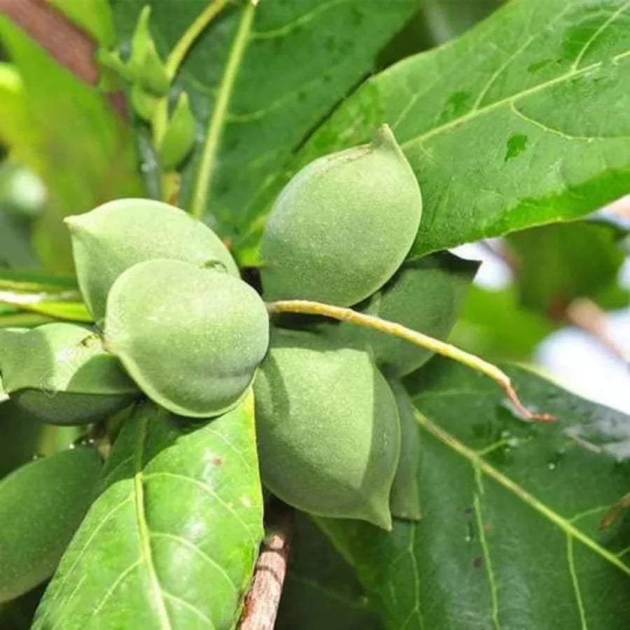 شجرة اللوز بلدي غير مطعم سريع النمو مناسب للظل والزينة ، بلدي، قطيفي، حساوي