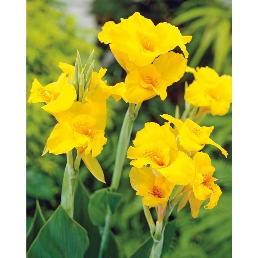 ازهار الكنا زهور صفراء المتحملة Canna lily كنا