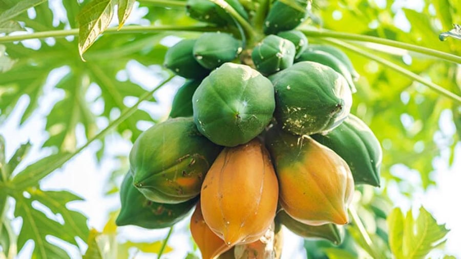 البابايا البلدي حجم صغر الافضل للغرس 20-40سم