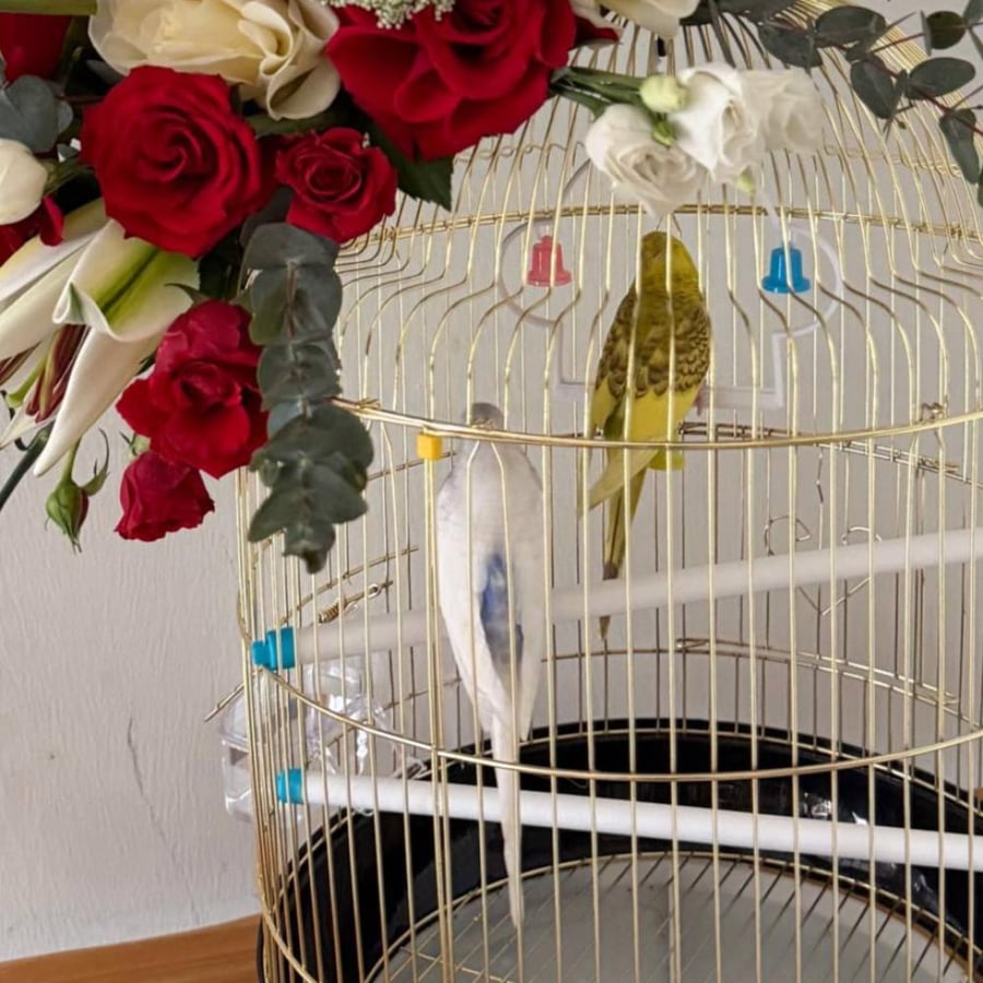 تنسيق عصافير الحب