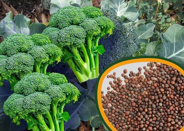 Broccoli seed oil CR34