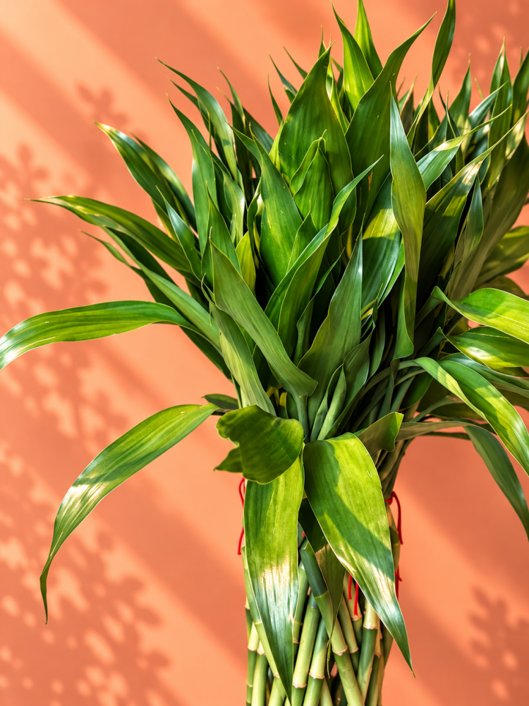 أناقة البامبو | Lucky Bamboo Elegance