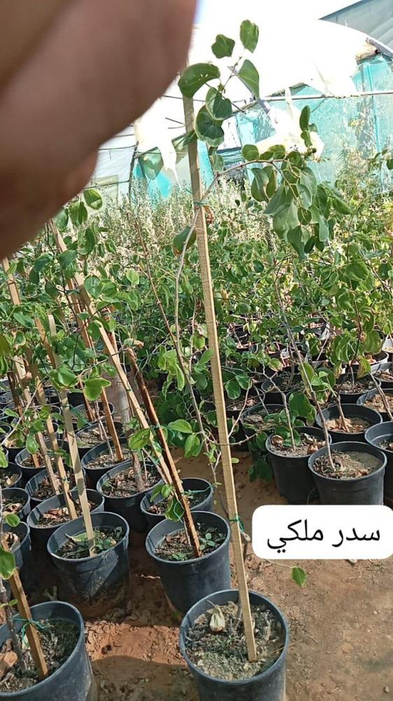 شتلة سدر ملكي بدون نواء كبير مركن 28 او كما يعرف ب Ziziphus spina-christi