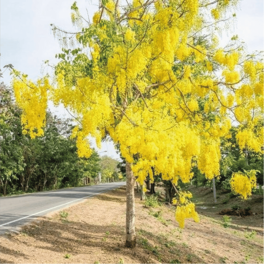 خيار شمبر او ما يعرف ب Cassia fistula