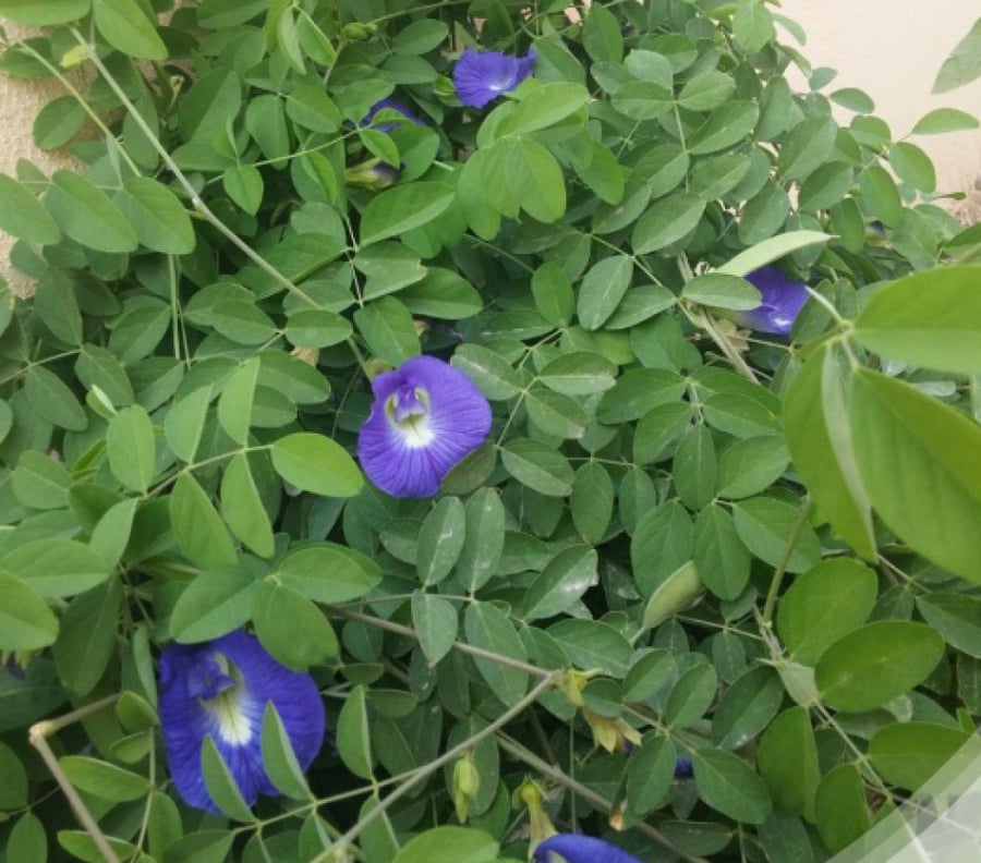 متسلقة الشاي الأزرق  Butterfly pea flower tea