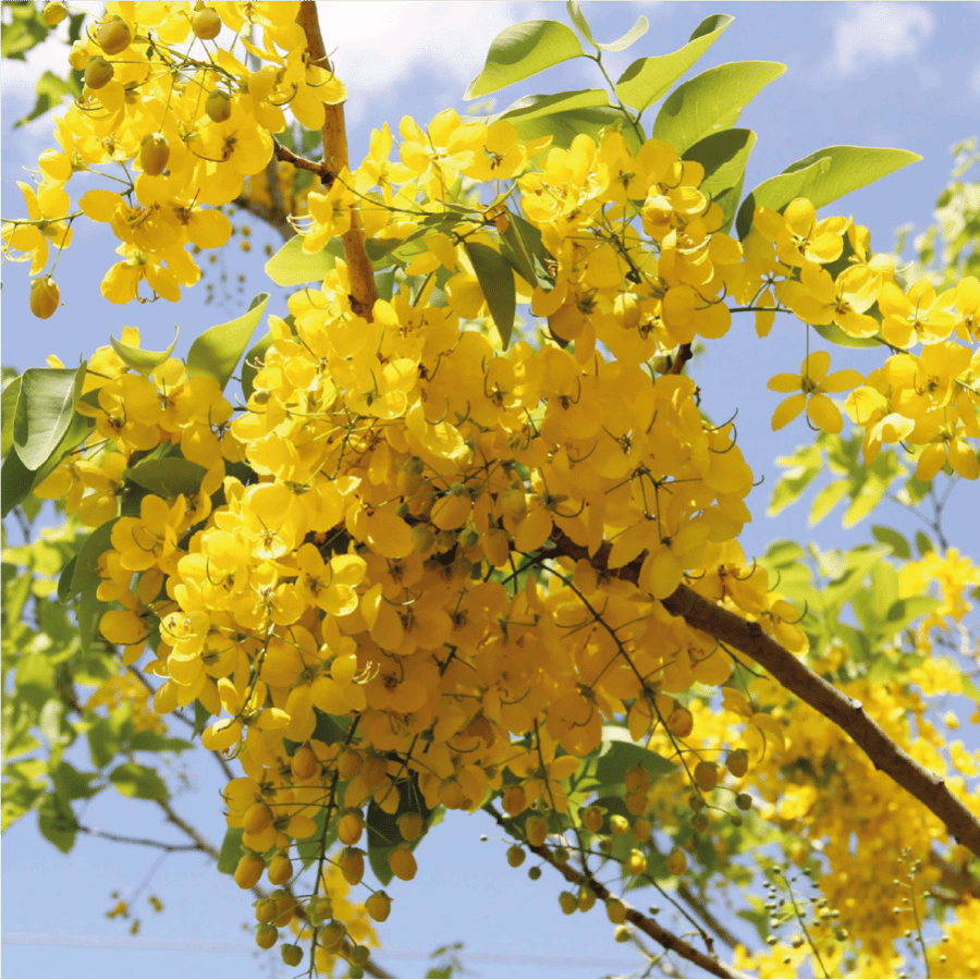 خيار شمبر او ما يعرف ب Cassia fistula