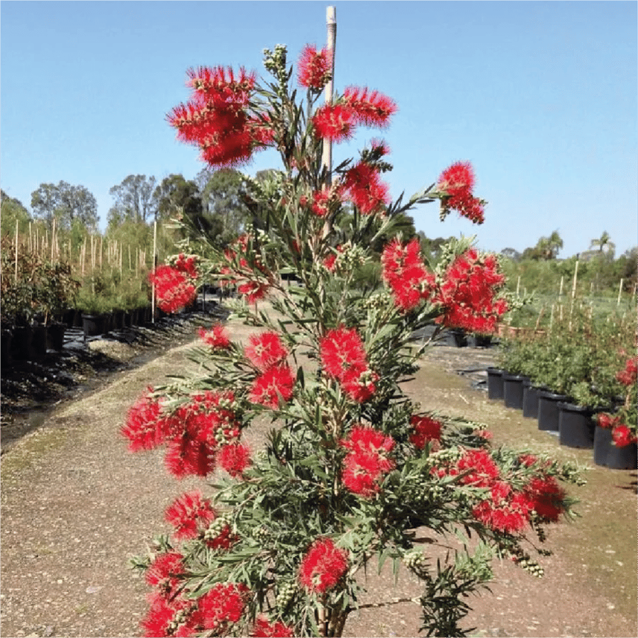 فرشة زجاج او فرش الزجاج واسمها العلمي Callistemon citrinus شجرة صغيرة دائمة الخضرة